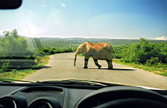elephants addo scan503.jpg